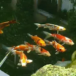 Wassergartenparadies Apartament