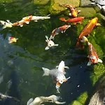 Apartament Wassergartenparadies