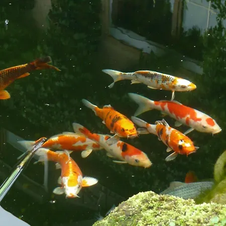 Wassergartenparadies Apartamento